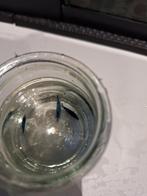 Blauwe neocaridina garnalen, Ophalen