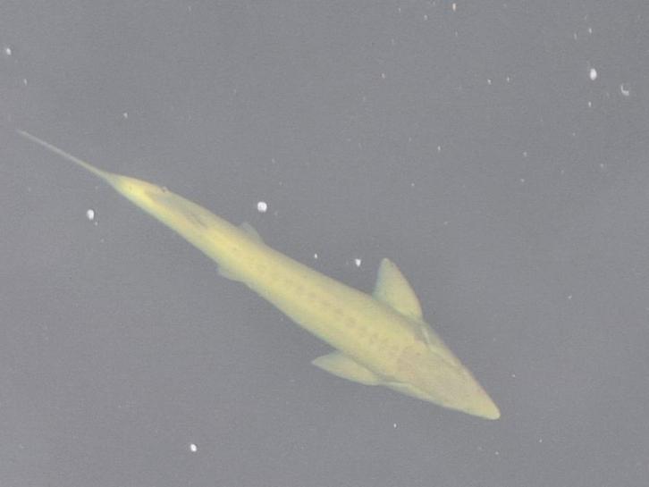 Grote Albino steur, Dieren en Toebehoren, Vissen | Vijvervissen, Steur