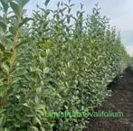 ‼️Ligustrum Ovalifolium aan promoprijzen ‼️, Enlèvement