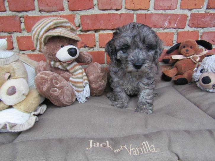 Poedel pups 8 weken oud bluemerle, Dieren en Toebehoren, Honden | Chihuahua's en Gezelschapshonden, Reu, Poedel, Fokker | Professioneel