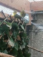 zwavelgele dikbekcini man, Dieren en Toebehoren, Vogels | Overige Vogels, Mannelijk, Tropenvogel, Geringd