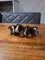 Bébés cobayes, Domestique, Janvier, Plusieurs animaux, Cobaye