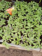 tomaten planten, Tuin en Terras, Ophalen