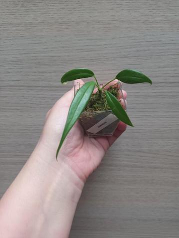 Anthurium eminens, Huis en Inrichting, Ophalen of Verzenden