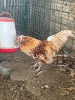 Antwerpse baardkriel okerwit porselein, Dieren en Toebehoren, Pluimvee