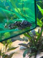 L264 sultan pleco