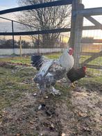 Brahma hanen, Mannelijk, Kip