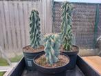 Mooie cactussen en vetplanten, Groene kamerplant, Ophalen, Cactus