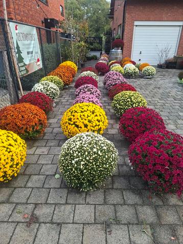 Chrysanten beschikbaar voor biedingen