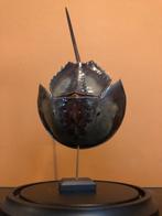 Fossiel degenkrab in glazen stolp, Ophalen