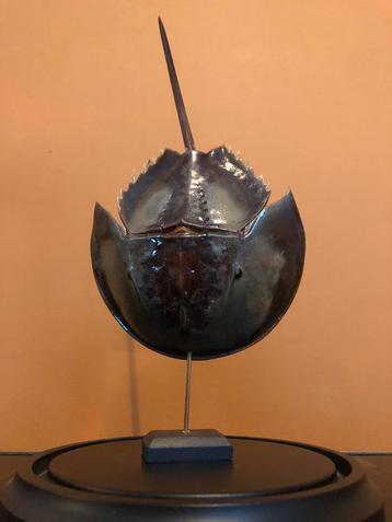 Fossiel degenkrab in glazen stolp beschikbaar voor biedingen