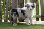 Australische herder pups, Dieren en Toebehoren, België, CDV (hondenziekte), 8 tot 15 weken, Meerdere