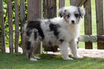 Australische herder pups beschikbaar voor biedingen