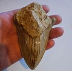 Dent de mégalodon, très grande, 11,7 x 8 cm, Collections, Fossile, Enlèvement ou Envoi