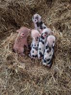 Gotinger mini varkentjes, Dieren en Toebehoren
