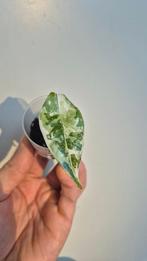 Alocasia Simpo Albo (2 stuks beschikbaar), Enlèvement ou Envoi