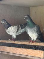 Duiven te koop (hoogvliegers tipplers ), Dieren en Toebehoren, Meerdere dieren, Overige soorten