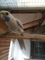 Pennant Rosella man, Dieren en Toebehoren