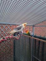 Jonge Valkparkiet, Dieren en Toebehoren, Tam