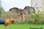 🦅 Stage fauconnerie – Expérience unique avec les rapaces 🦅, Ophalen, Nieuw