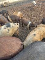 Varkens te koop, Dieren en Toebehoren, Schapen, Geiten en Varkens, Meerdere dieren, Varken, 0 tot 2 jaar