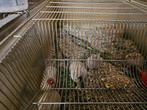 Roberovski hamsters, Ophalen