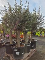 Terrasolijfboom Olea Europaea, Ophalen