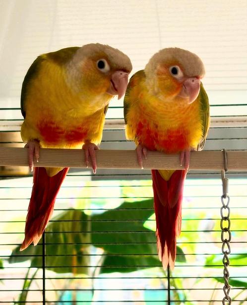 Twee handtamme Pyrrhura’s te koop – inclusief kooi, Dieren en Toebehoren, Vogels | Parkieten en Papegaaien, Dwergpapegaai of Agapornis
