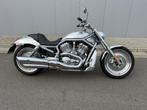 V-Rod aluminium, Motos, Motos | Harley-Davidson, 2 cylindres, Plus de 35 kW, Chopper, Entreprise