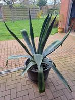 Mooie Agave plant., Ophalen