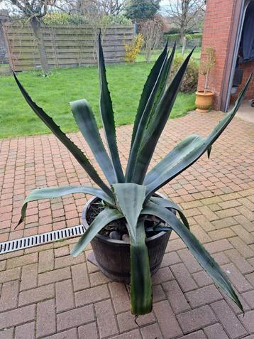 Mooie Agave plant.