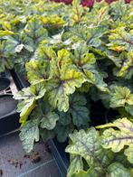 Heucherella hybr. ‘Pink Fizz’, Ophalen, Zomer, Vaste plant