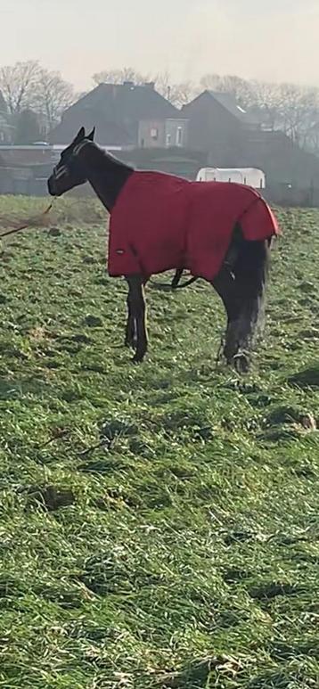 Winterdekens te koop beschikbaar voor biedingen