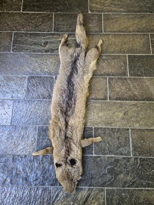 Mooie Antieke Bont Stola van Robert Hansen pels, Verzamelen, Dierenverzamelingen, Gebruikt, Opgezet dier, Wild dier, Ophalen of Verzenden