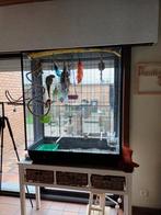 Pyrrhura, Dieren en Toebehoren, Vogels | Parkieten en Papegaaien, Geslacht onbekend, Dwergpapegaai of Agapornis, Tam