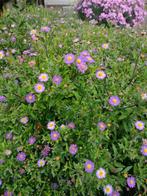 aster, Tuin en Terras, Planten | Tuinplanten, Vaste plant, Halfschaduw, Herfst, Ophalen