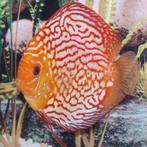 Discus, Dieren en Toebehoren
