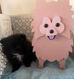 4 pomeriaanpupjes: 3 meisjes en 1 jongen, Animaux & Accessoires, Chiens | Chihuahuas & Chiens de compagnie, Maladie de Carré (chiens)