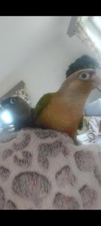 Cornure molinae dilute, Perroquet nain ou Inséparable, Parleur