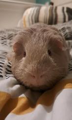 RECHERCHÉ !, Domestique, Plusieurs animaux, Cobaye, Juillet