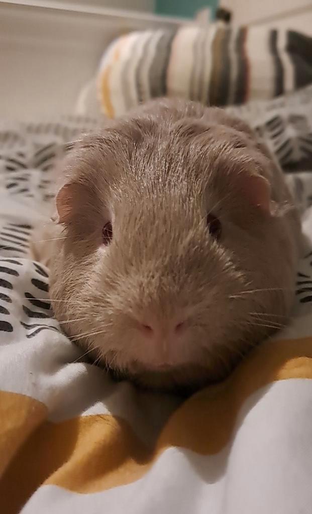 GEZOCHT!, Dieren en Toebehoren, Knaagdieren, Meerdere dieren, Cavia, Juli, Tam