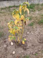 Cornus geel, Ophalen