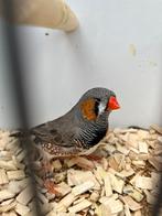 Grijze zebravink, Dieren en Toebehoren