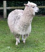 Witte merrie te koop, Dieren en Toebehoren