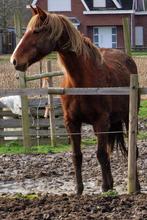 Paarden te koop, Dieren en Toebehoren, Paarden, Recreatiepaard, Gechipt, B, 11 jaar of ouder