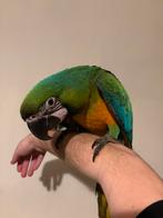 Miligold ara handtam, Dieren en Toebehoren, Vogels | Parkieten en Papegaaien, Mannelijk, Papegaai, Geringd