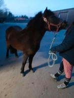 Deze 4-jarige B-pony zoekt een forever home, Dieren en Toebehoren, Ophalen