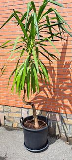 Zeer mooie gezonde yucca plant, Ophalen, Yucca
