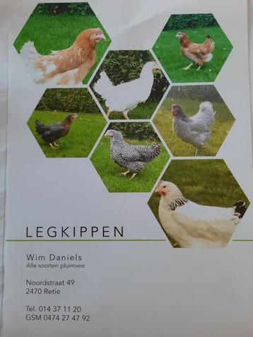 Kippen te koop, Poule ou poulet