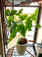 Syngonium Albo variegata, Huis en Inrichting, Kamerplanten, Ophalen